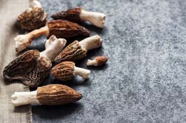 Morel mantarları siyah arkaplanda yakınlaşır. Boşluğu kopyala