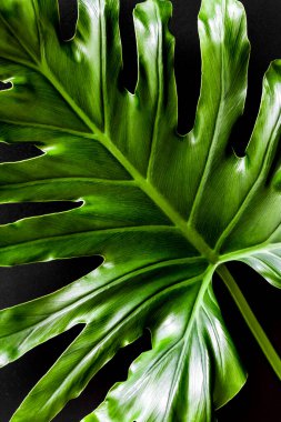 Green tropical leaf closeup on black. Natural floral background  clipart