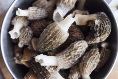 Bahar Morel mantarları metal bir kasede. Düz yat, yakın çekim.  