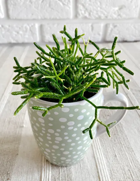 stock image Close-up of young Rhipsalis plant in teal dotted mug on a table with textured talecloth on white bricks wall background.