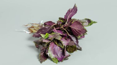 Beyaz arka planda kurumuş çiçekler