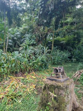 Yoğun bir tropikal ormanın göbeğindeki ağaç gövdesinde yosun kaplı bir şeker kamışı değirmeni. Arka planda, yeşil yapraklı yemyeşil bitki örtüsü, sakin bir doğal manzara yaratıyor..