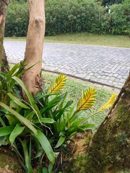 Bir ağacın kökleri arasında çiçek açan sarı çiçekler, yeşil bir zemin ve uzak taş kaldırımları ile, doğayla uyum ve sükunet duygusu taşır..