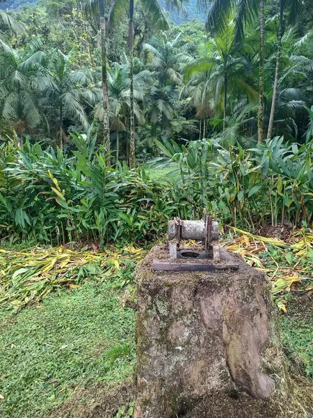 Eski bir şeker kamışı değirmeni, yemyeşil tropikal bitki örtüsüyle çevrili bir kütüğün üzerinde dinlenir. Bu görüntü uygarlığın ve doğanın uyumunu yakalar..
