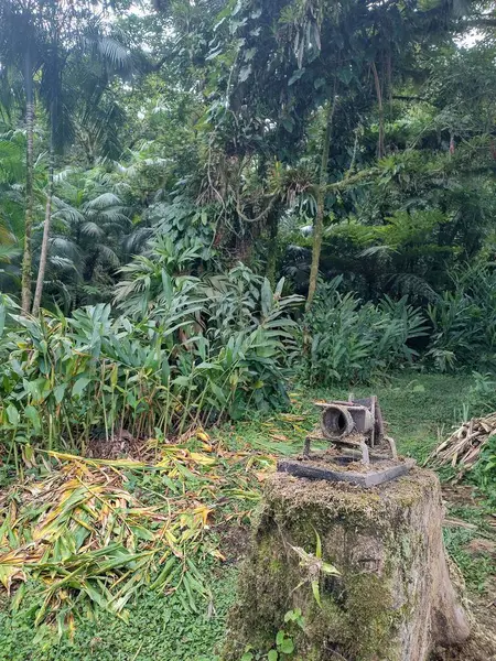 Yoğun bir tropikal ormanın göbeğindeki ağaç gövdesinde yosun kaplı bir şeker kamışı değirmeni. Arka planda, yeşil yapraklı yemyeşil bitki örtüsü, sakin bir doğal manzara yaratıyor..