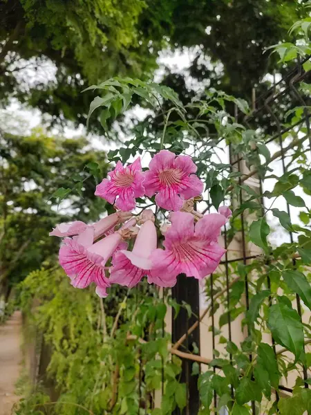 Yeşil bir sarmaşıktan sarkan muhteşem bir grup pembe çiçek, doğal bir ortamla çevrili, bulutlu bir günde sükunet ve çiçekli bir güzelliği çağrıştırıyor..