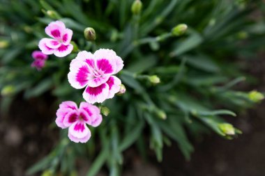  Güzel pembe ve beyaz Dianthus çiçekleri bir bahçe ortamında yakalanır. Narin taç yapraklarını ve çarpıcı renk kontrastlarını vurgularlar. Çiçek temalı projeler ve botanik çalışmaları için ideal