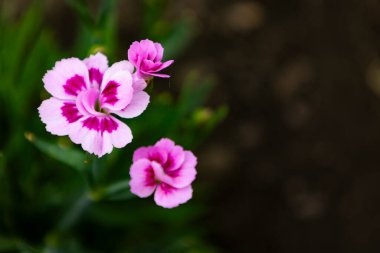  Güzel pembe ve beyaz Dianthus çiçekleri bir bahçe ortamında yakalanır. Narin taç yapraklarını ve çarpıcı renk kontrastlarını vurgularlar. Çiçek temalı projeler ve botanik çalışmaları için ideal