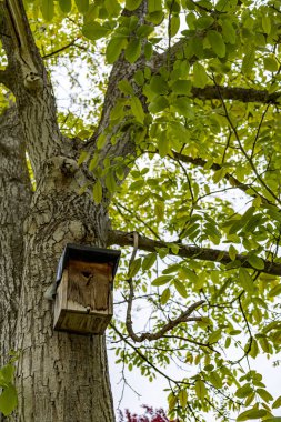 Bu resim, canlı yeşil yapraklarla kaplı bir ağaç gövdesine monte edilmiş kırsal ahşap bir kuş evini yakalar. Kuş yuvası, doğal ortamdaki kuşları cezbetmek için ideal, küçük bir girişi olan basit bir tasarıma sahiptir..