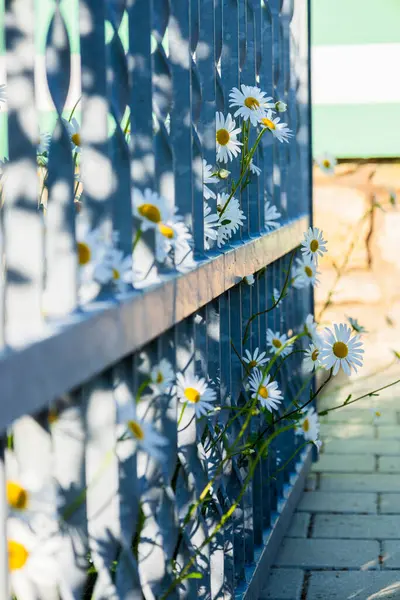 Mavi metal bir çitin içinden açan sarı merkezli beyaz papatyaların yakın çekim görüntüsü. Güneş ışığı ve gölgeler doğanın dayanıklılığını ve güzelliğini vurgulayan görsel bir model oluşturur.