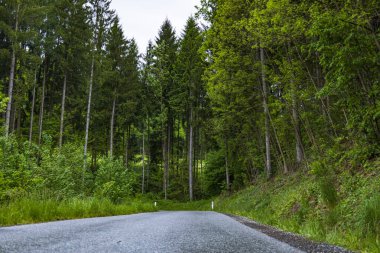 Uzun ağaçlar ve yemyeşil yeşilliklerle çevrili sık bir ormanda sakin bir yol esiyor. Huzurlu atmosfer keşfi davet ediyor ve doğaya barışçıl bir kaçış sunuyor..