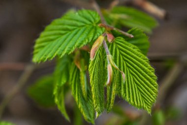 Baharda Taze Yeşil Yapraklar. Canlı yeşil yaprakların yakın plan çekimi ve baharda yeni büyüme.