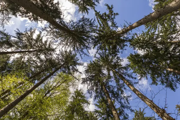 Orman tepe örtüsü manzarası. Mavi gökyüzü ve dağınık bulutları olan ormandaki yüksek ağaçlara bakıyorum..
