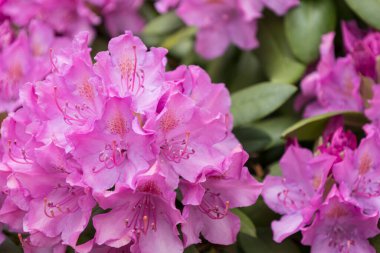 Doğa Sanatı: canlı pembe Rhododendron Çiçekleri. Çiçek açan rhododendron çiçeklerinin büyüleyici portresi, canlı renklerini ve narin yapılarını yakalıyor..