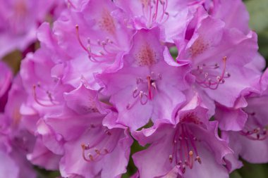 Pembe Rhododendron Çiçekleri Makro Fotoğrafçılık. Pembe rhododendron yaprakları ve erkek organlarının yakın çekimi, çiçek zarafeti ve hafif ışıklandırma..