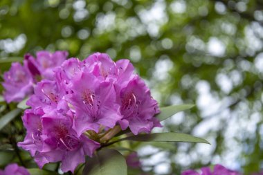  Güneşli bir günde zarif Rhododendron Çiçekleri. Ilık güneş ışığında güneşlenen parlak pembe rhododendron çiçekleri, canlı yapraklarla çevrili.
