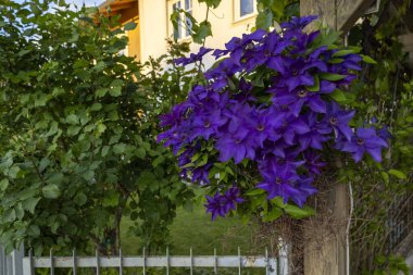 Bloom 'daki zarif Mor Clematis Çiçekleri. Narin mor klematis çiçekleri zarif bir şekilde güneş ışığıyla yıkanmış ahşap bir kafese tırmanıyor..