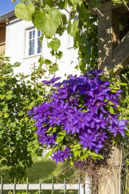 Güneş Işığında Büyüleyici Mor Kelebek Çiçekleri. Göz alıcı mor klematis çiçekleri altın güneş ışığı altında zarifçe sarmalanır..