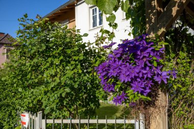 Garden Trellis 'te Sunlit Purple Clematis Çiçekleri. Parlak mor klematis çiçekleri zarif bir şekilde yumuşak güneş ışığında parlayan ahşap bir kafese tırmanır..