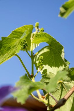 Mavi Gök 'e Karşı Tomurcuklu Genç Üzüm Sarmaşığı. Açık mavi gökyüzünün altında küçük tomurcukları ve yeşil yaprakları olan bir asmanın yakın çekimi.