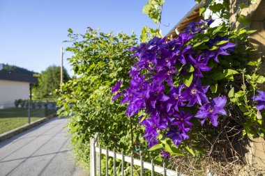 Trellis 'te Efsanevi Mor Clematis Çiçekleri. Zarif mor klematis çiçekleri, yumuşak altın güneş ışığıyla aydınlatılan ahşap bir kafes üzerinde sarmalanır.