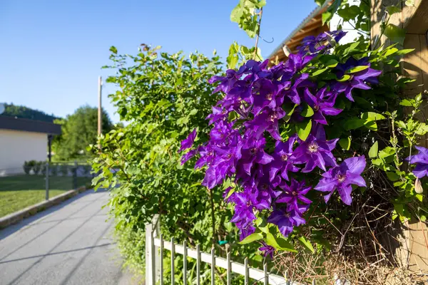Trellis 'te Efsanevi Mor Clematis Çiçekleri. Zarif mor klematis çiçekleri, yumuşak altın güneş ışığıyla aydınlatılan ahşap bir kafes üzerinde sarmalanır.