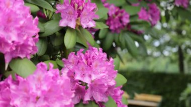 Lush Garden 'da canlı Rhododendron Çiçekleri. Canlı pembe rhododendron çiçeklerinin yakın plan görüntüsü. Serin bir bahçede yemyeşil yapraklar..