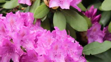 Rhododendron Çiçekleri 'nden Nektar Toplayan Balarısı. Parlak pembe rhododendron çiçeklerinden nektar toplayan bir bal arısının makro videosu.