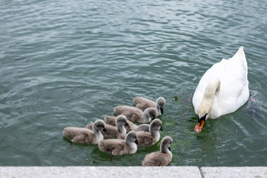 Anne Kuğu, Cygnetlerine yemek yemeyi öğretiyor. Şefkatli bir kuğu yavru cygnets 'lerine suda yiyecek aramayı öğrenirken nazikçe rehberlik eder ve hayatta kalmalarını sağlar.