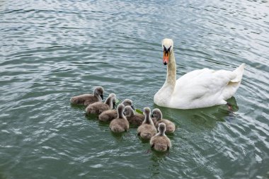 Anne Swan ve Yavrusu Serene Gölü 'nde. Koruyucu bir kuğu tüylü cygnetleri ile yüzer ve durgun suda hafif dalgalanmalar yaratır.