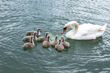 Anne Kuğu Yavrusu 'na suyun karşısında rehberlik ediyor. Koruyucu bir kuğu Cygnets ile yavaşça süzülür, sakin göl yüzeyinde dalgalanmalar yaratır..