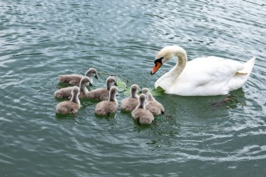 Kristal berraklığında bir gölde yüzen Kuğu Ailesi. Zarif bir kuğu, cygnetlerini el değmemiş bir göle doğru sürüyor. Yansımaları gün ışığında parıldıyor.