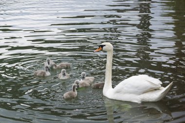 Sükunet Havuzda Yüzen Kuğu Ailesi. Zarif beyaz bir kuğu, altı tüylü cygnetini huzurlu bir gölette yüzdürür. Yansımaları suda parıldar..