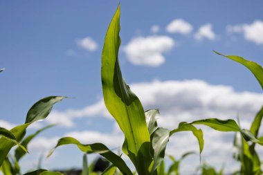  Besin zengini topraklarda sağlıklı mısır tohumları. Besin zengini tarım arazilerinde büyüyen yemyeşil yapraklı güçlü bir mısır bitkisi..