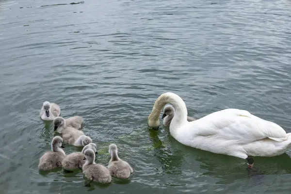 Kuğu Ailesi Serene Gölü 'nde Yemek Yemeyi Öğreniyor. Anne bir kuğu sabırla cygnetlerine yiyecek bulmayı öğretir, sakin göl yüzeyinde dalgalanmalar yaratır.