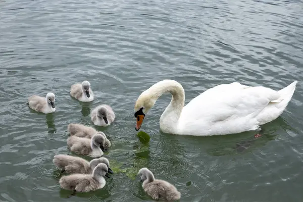 Anne Kuğu, Cygnetlere Beslenmeyi Öğretiyor. Şefkatli bir kuğu yavru cygnets 'lerine suda yiyecek aramayı öğrenirken nazikçe rehberlik eder ve hayatta kalmalarını sağlar.