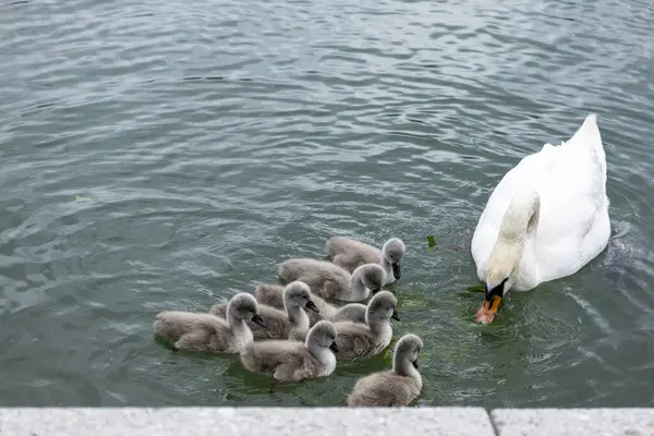 Anne Kuğu, Cygnetlerine yemek yemeyi öğretiyor. Şefkatli bir kuğu yavru cygnets 'lerine suda yiyecek aramayı öğrenirken nazikçe rehberlik eder ve hayatta kalmalarını sağlar.