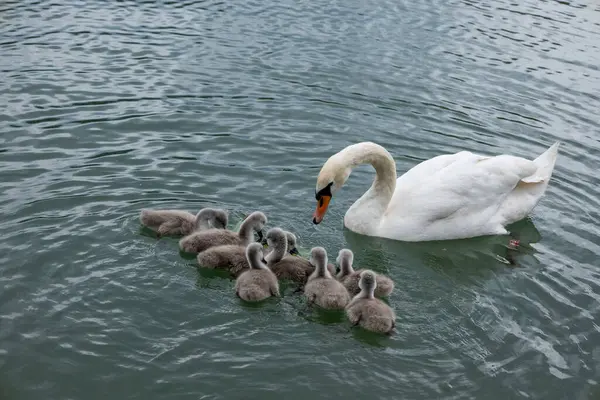 Glassy Gölü 'nde yüzen Kuğu Ailesi. Görkemli bir kuğu aynaya benzeyen bir gölün üzerinde süzülüyor ve Cygnetlerini huzurlu ve manzaralı bir ortamda yönlendiriyor..
