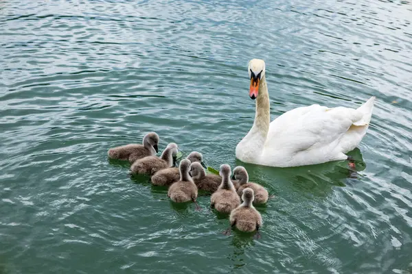 Anne Swan ve Yavrusu Serene Gölü 'nde. Koruyucu bir kuğu tüylü cygnetleri ile yüzer ve durgun suda hafif dalgalanmalar yaratır.