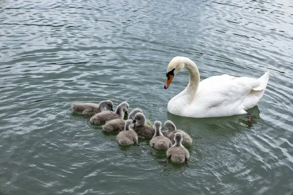 Anne Kuğu ve Cygnets Tranquil Waters 'da. Koruyucu bir kuğu, genç cygnets 'leriyle zarifçe yüzer ve dingin bir gölde hafif dalgalanmalar yaratır.