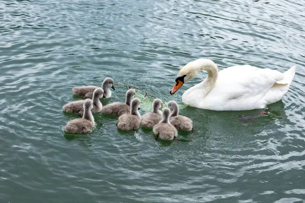 Anne Kuğu Yavrusu 'na suyun karşısında rehberlik ediyor. Koruyucu bir kuğu Cygnets ile yavaşça süzülür, sakin göl yüzeyinde dalgalanmalar yaratır..