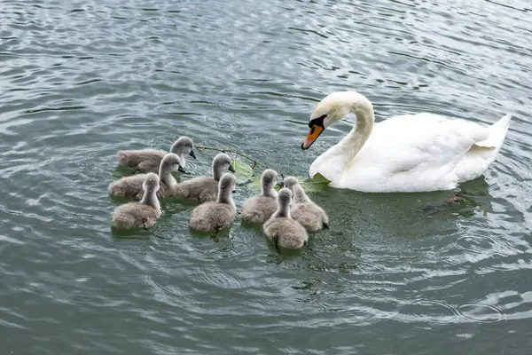 Kristal berraklığında bir gölde yüzen Kuğu Ailesi. Zarif bir kuğu, cygnetlerini el değmemiş bir göle doğru sürüyor. Yansımaları gün ışığında parıldıyor.