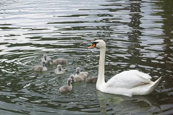 Sükunet Havuzda Yüzen Kuğu Ailesi. Zarif beyaz bir kuğu, altı tüylü cygnetini huzurlu bir gölette yüzdürür. Yansımaları suda parıldar..