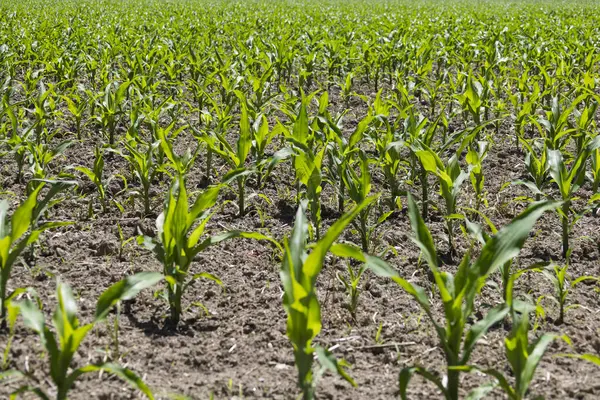 Bereketli Toprakta Parlak Yeşil Mısır Filizi. Genç bir mısır filizlenir. Canlı yapraklarla. Zengin, güneşli topraklarda sürekli büyür..