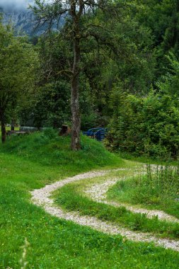 Ormandaki yol. Yeşil karışık orman. Alpler