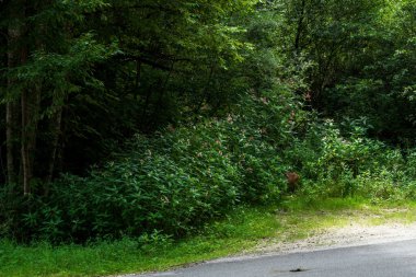 Orman. Geyik çalılıklardan dışarı bakıyor. Ormanda küçük bir geyik yaşıyor.
