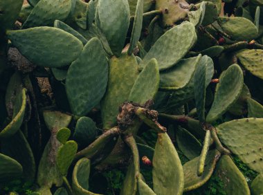 Doku. Büyük kaktüs. tropikal kaktüs.