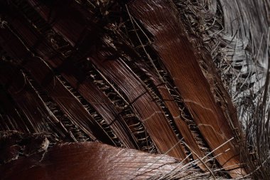 Avuç içi. Güneş ışığı. Doku. Avuç içi. ağaç