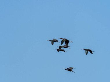 Bir grup aynak (Ibis falcinellus) açık mavi gökyüzüne karşı V şeklinde bir formasyonda zarifçe uçuyor. Bu göçmen kuşlar uzun yolculukları ve kendine özgü kavisli gagalarıyla tanınırlar. Sürü birlikte süzülüyor, güzelliğini gösteriyor.