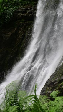 Yeşil eğrelti otlarının arkasındaki yemyeşil bir orman şelalesinin yan görüntüsü